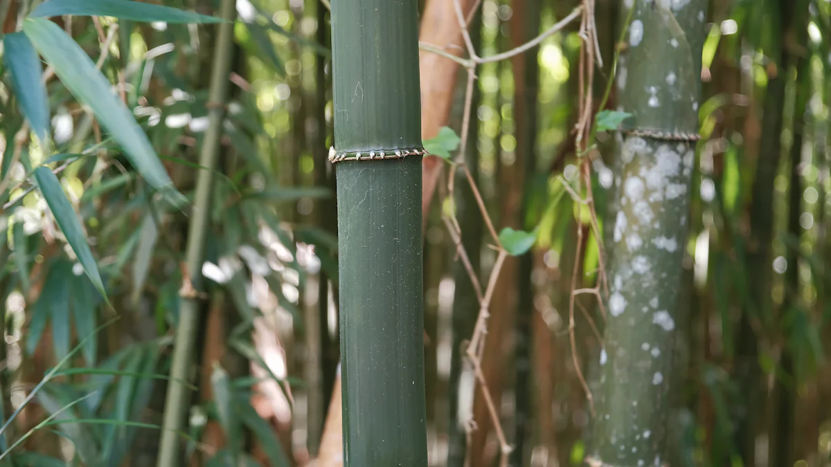 Sustainable and Eco-Friendly Designs