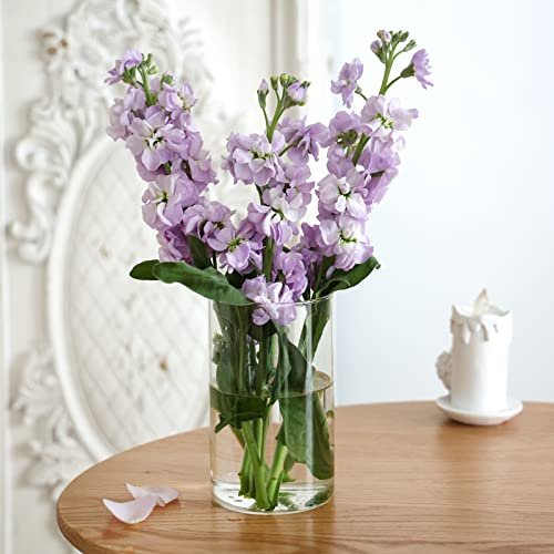 CUCUMI 12pcs Clear Glass Cylinder Vases for Events